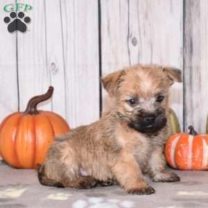 Neptune, Cairn Terrier Puppy